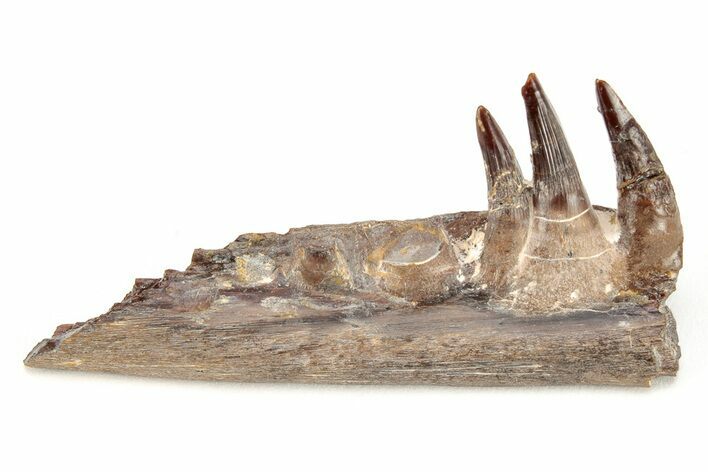 Monster Fish (Pachyrhizodus) Jaw with Teeth - Kansas #208340